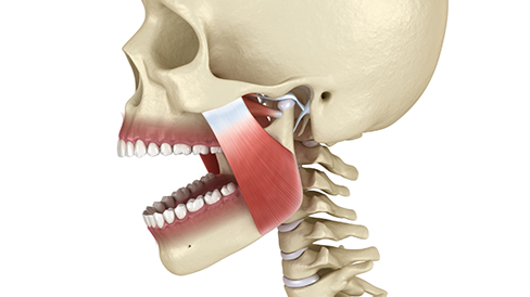 Illustration of the skull and jawbone and muscles